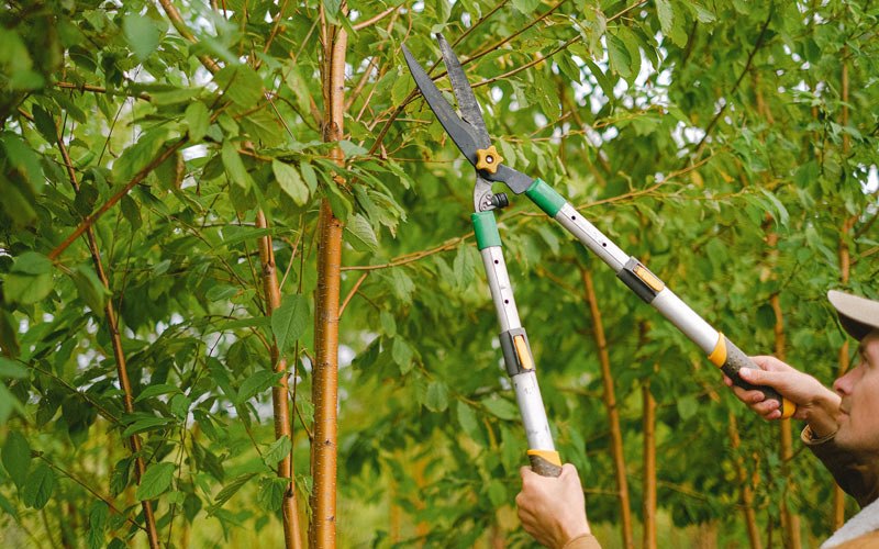 Tree trimming in Moscow, ID